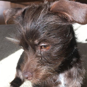 Meet your Posher, Brynn